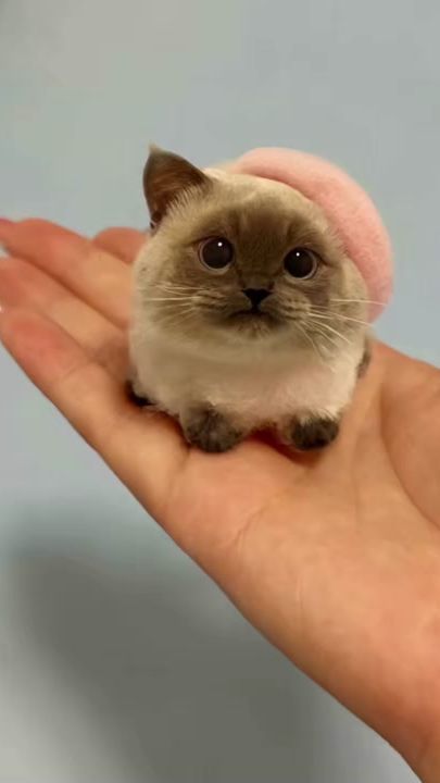 TikTok video thumbnail by emilyoconnell991