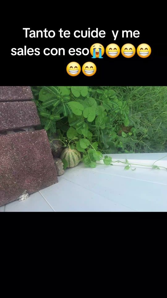 TikTok video thumbnail by waldosacul502