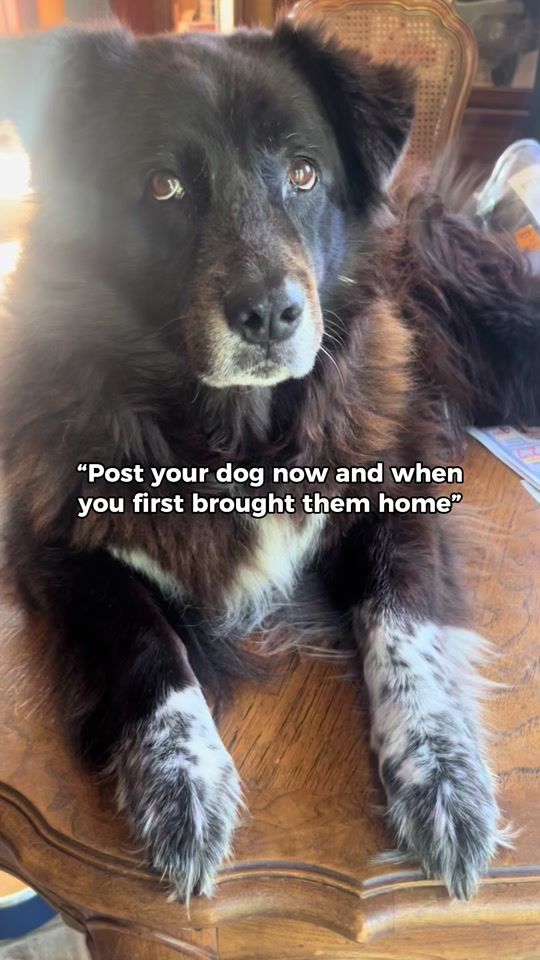 TikTok video thumbnail by dawson.the.gsd