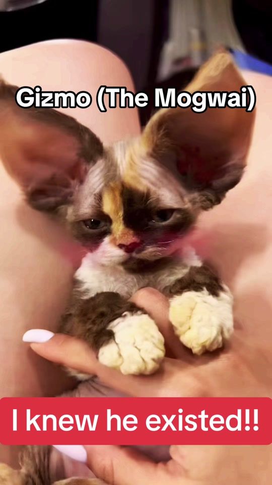 TikTok video thumbnail by matzimsangel