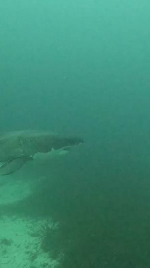 TikTok video thumbnail by whitesharkb8