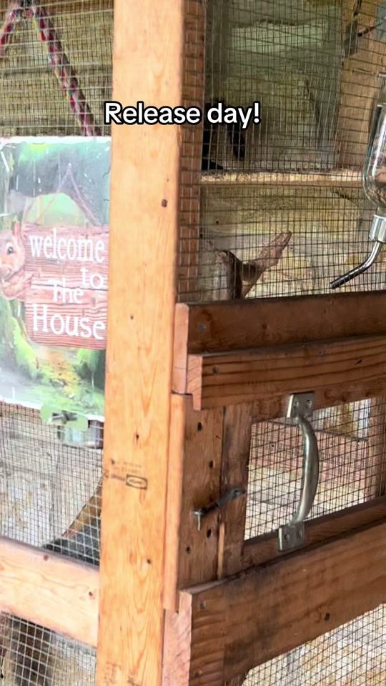 TikTok video thumbnail by jer.rehabber.squirrels