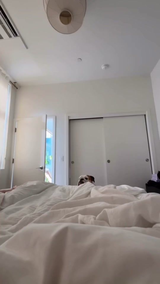 TikTok video thumbnail by jerrywasabulldog
