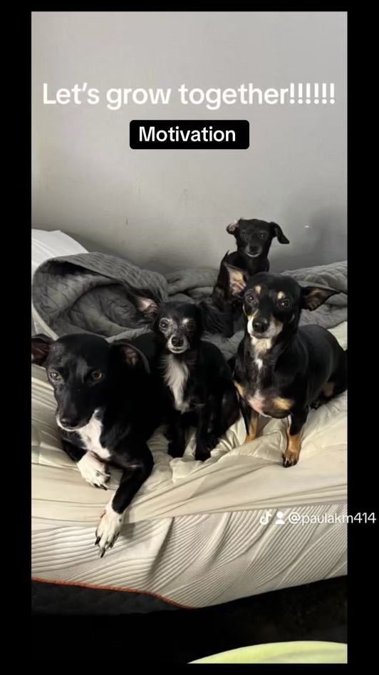 TikTok video thumbnail by paulakm414