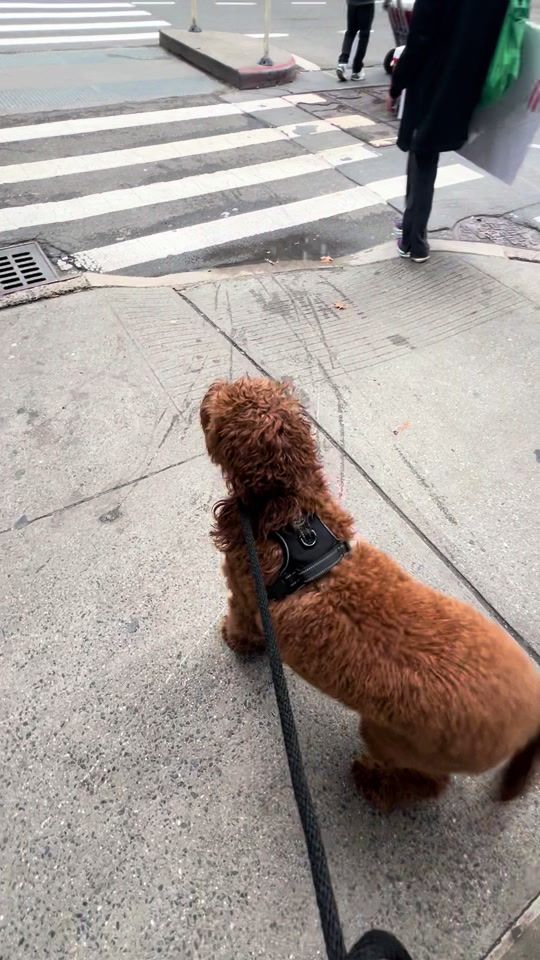 TikTok video thumbnail by julesandoti