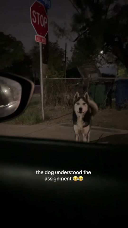 TikTok video thumbnail by uglybrie