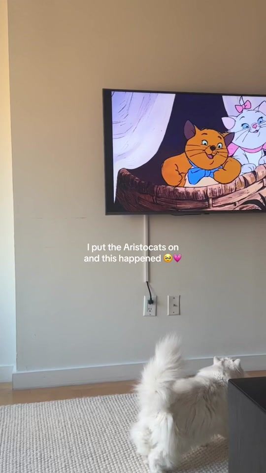 TikTok video thumbnail by cleothecitykitty