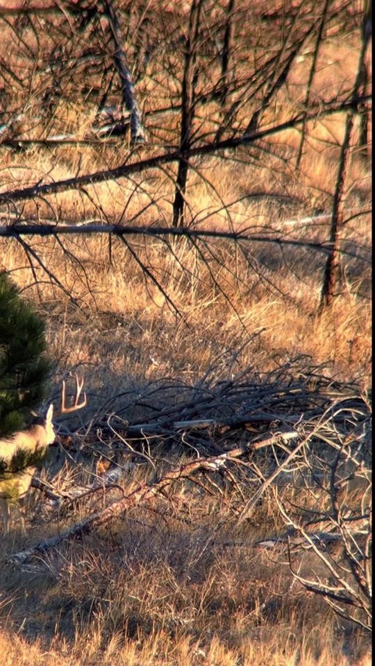 TikTok video thumbnail by 406archery