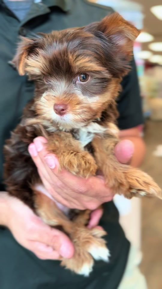TikTok video thumbnail by petland.iowa.city
