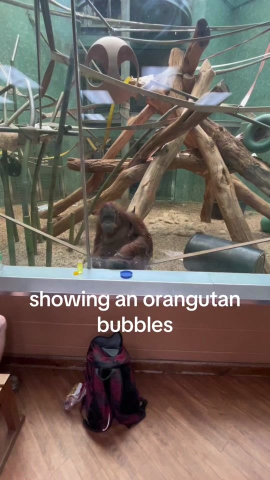 TikTok video thumbnail by pointingorangutan