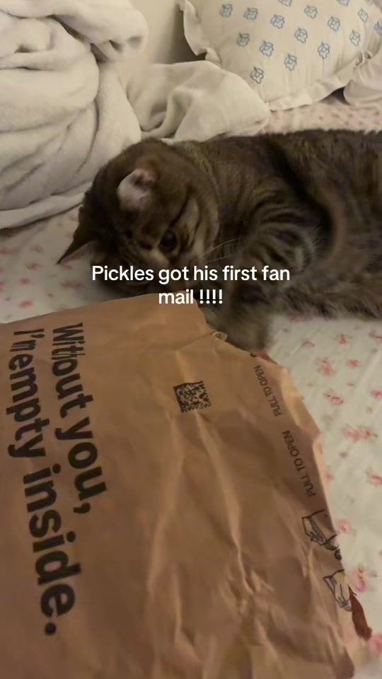 TikTok video thumbnail by mrpicklemeow