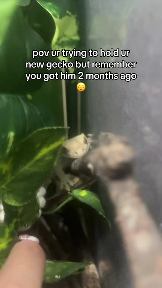 TikTok video thumbnail by irlangel333
