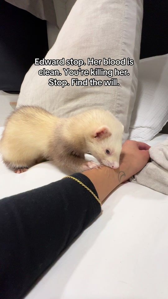 TikTok video thumbnail by moonthecinnamonferret