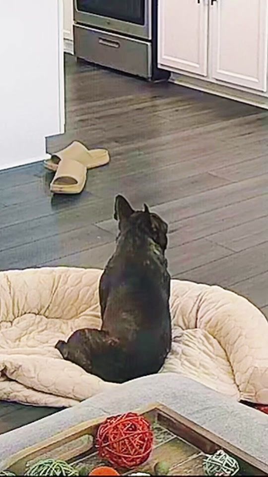 TikTok video thumbnail by aspenthefrenchie4