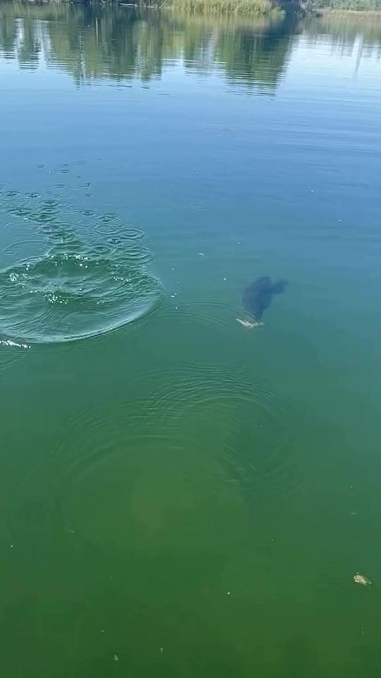 TikTok video thumbnail by gonefishingwithed