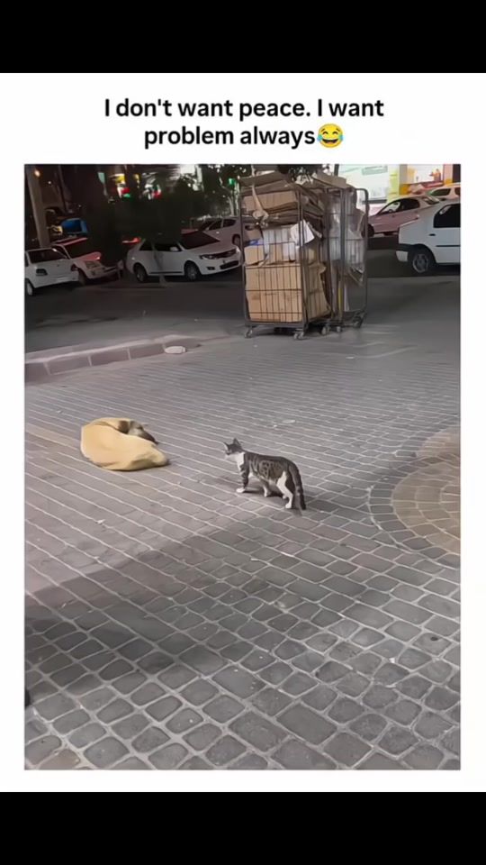 TikTok video thumbnail by zoyaedite01