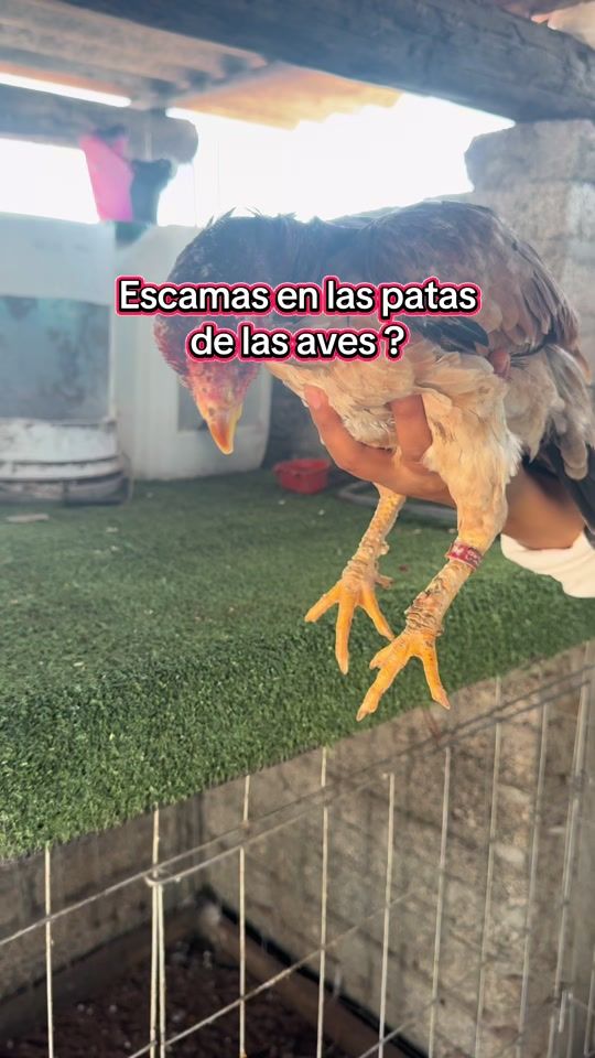 TikTok video thumbnail by galleralundez