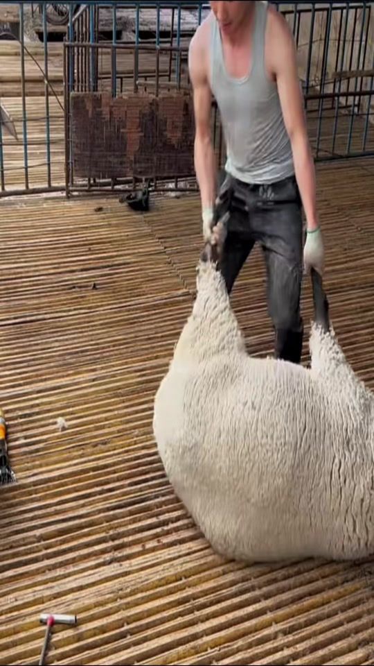 TikTok video thumbnail by thewelfareofanimals