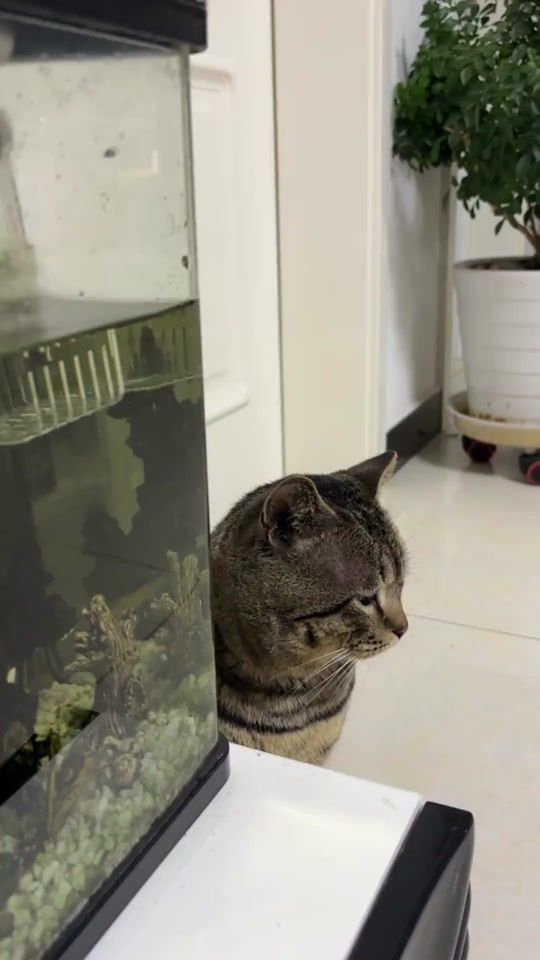 TikTok video thumbnail by user5196796769772