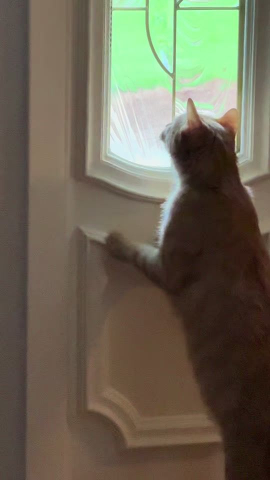 TikTok video thumbnail by vidalia318