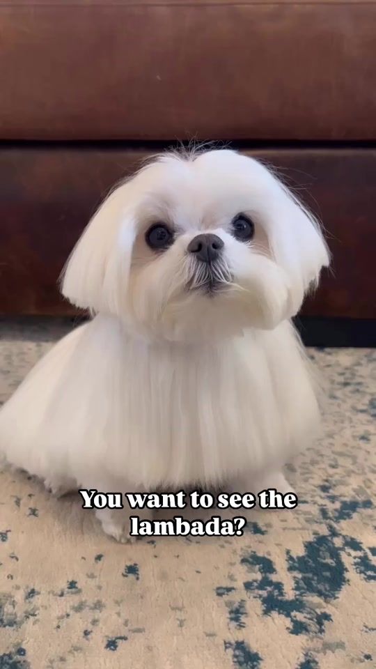 TikTok video thumbnail by cocothemaltesedog