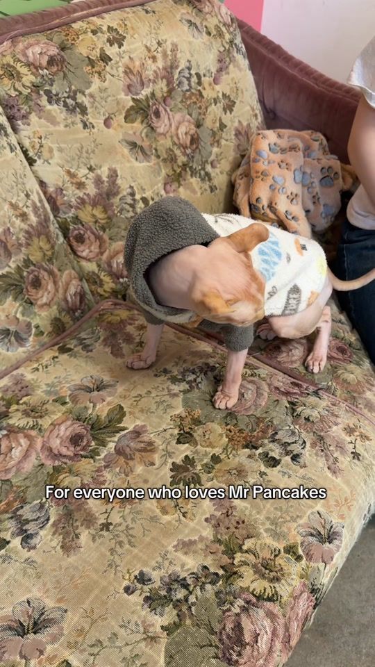 TikTok video thumbnail by dontstressmeowt.catcafe