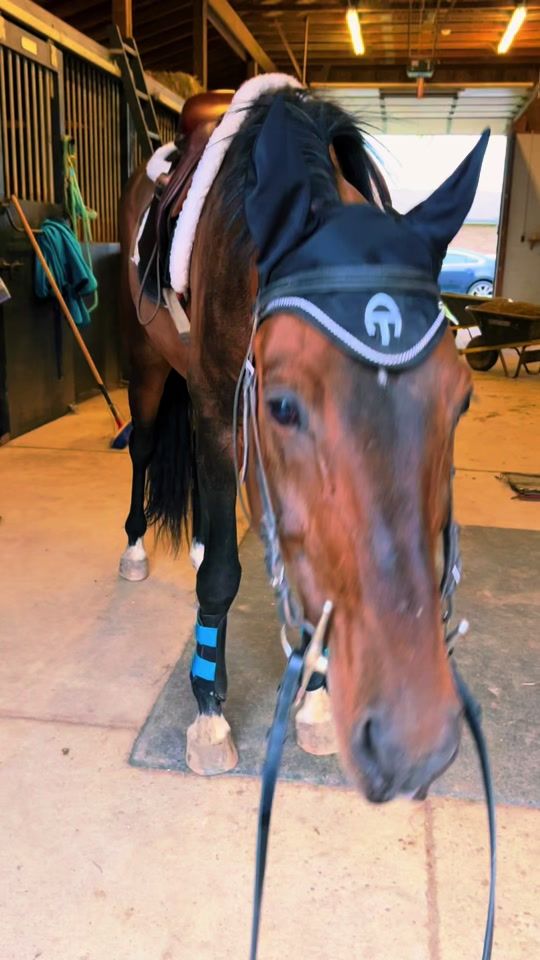 TikTok video thumbnail by prevailequestrian