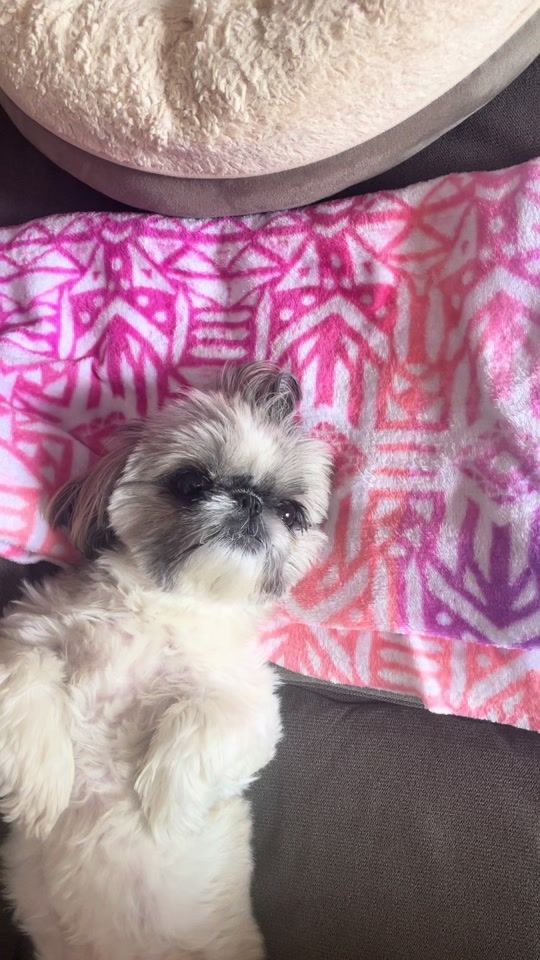 TikTok video thumbnail by parker_the_shih_tzu