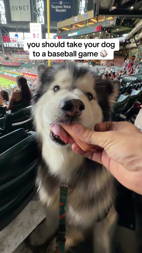 TikTok video thumbnail by bandit.thehusky