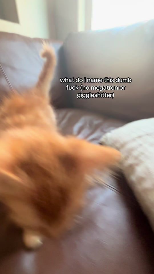 TikTok video thumbnail by az_roadkill
