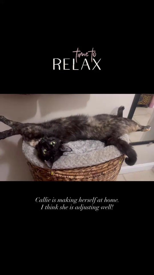 TikTok video thumbnail by susanputney2