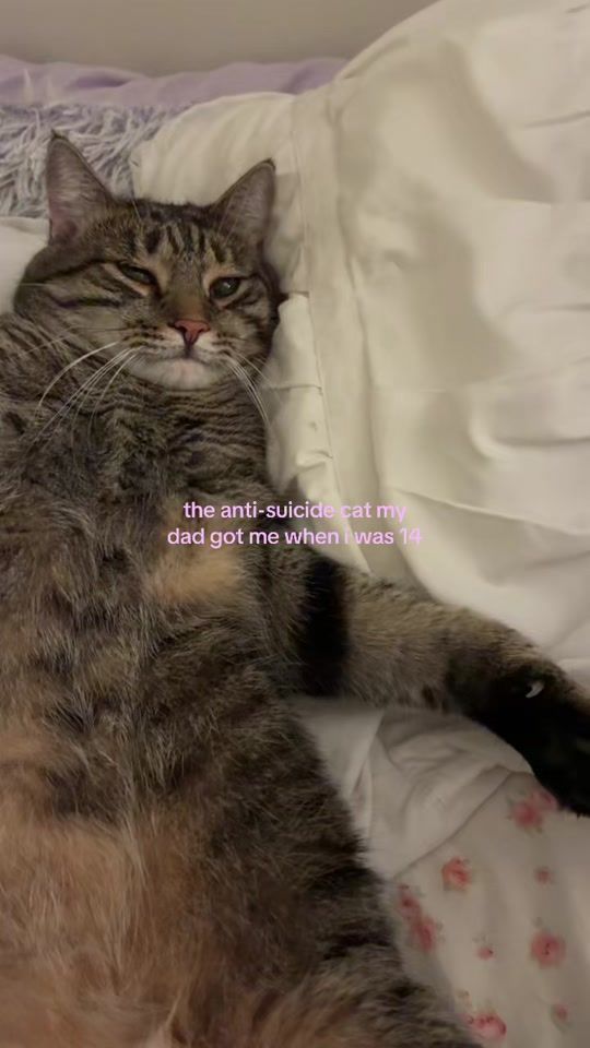 TikTok video thumbnail by mrpicklemeow