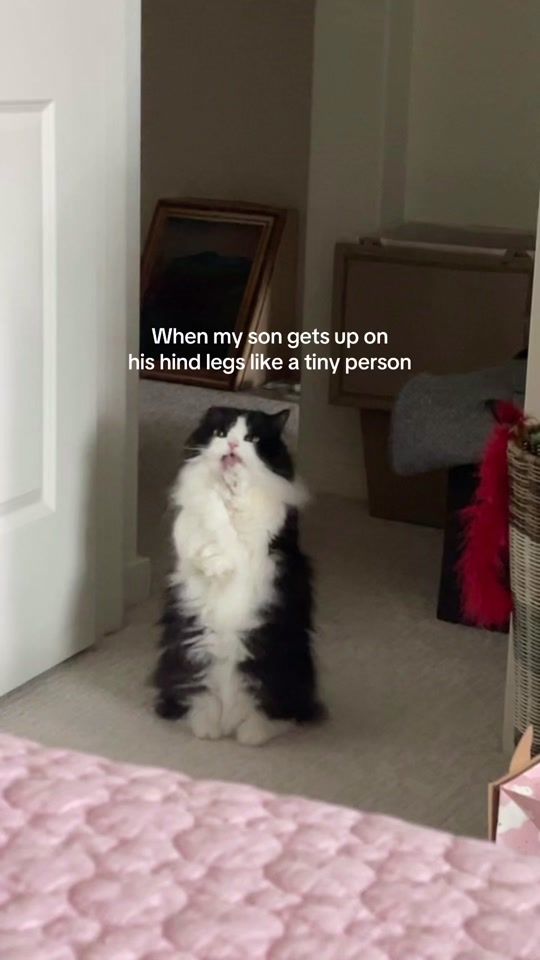 TikTok video thumbnail by bo.the.hobbit