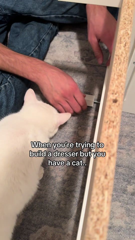TikTok video thumbnail by rescuecatmittens