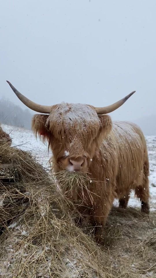 TikTok video thumbnail by highlandridgeranch