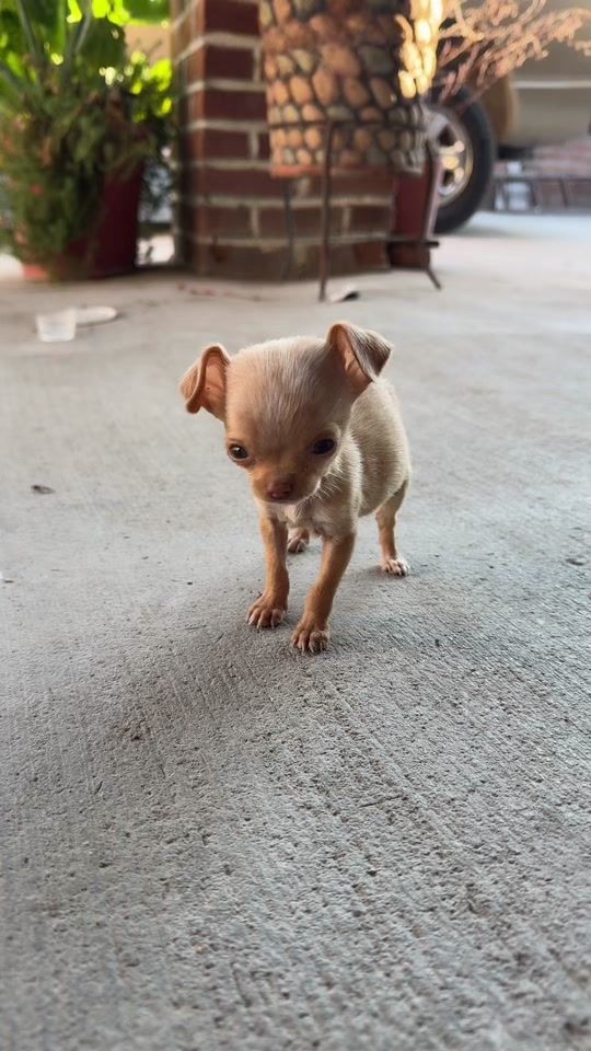 TikTok video thumbnail by basikho3