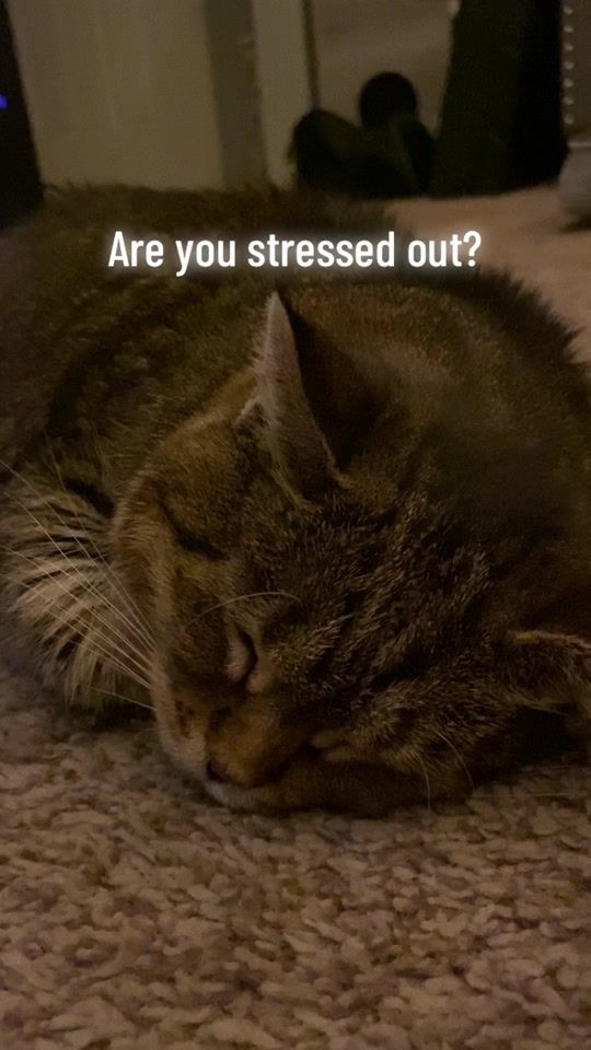 TikTok video thumbnail by oiiacat_ethel