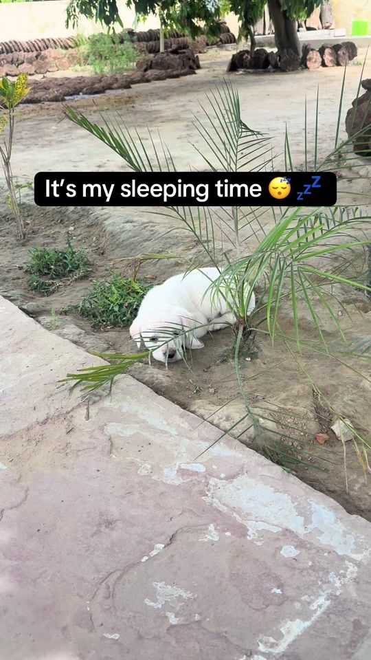 TikTok video thumbnail by labradorroxy