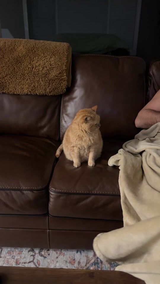 TikTok video thumbnail by timmythechonk
