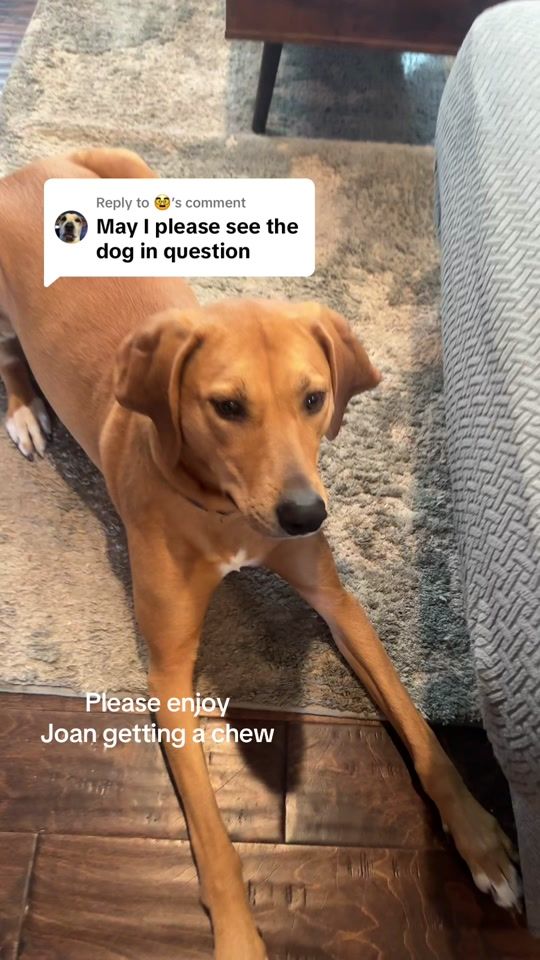 TikTok video thumbnail by mollyscullion