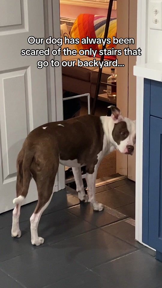 TikTok video thumbnail by radley_barkley