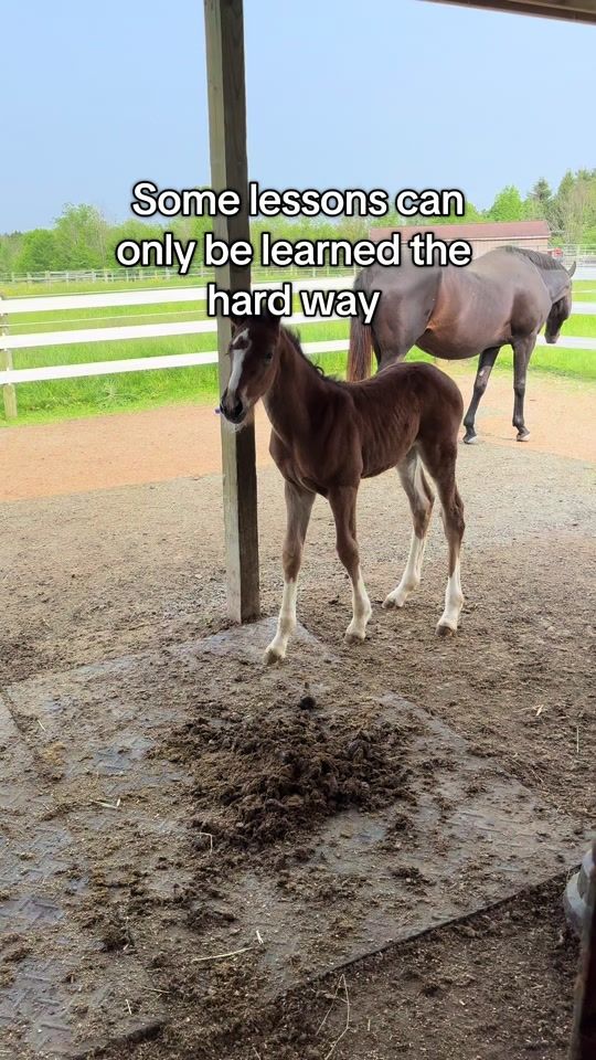 TikTok video thumbnail by bennettequestrian