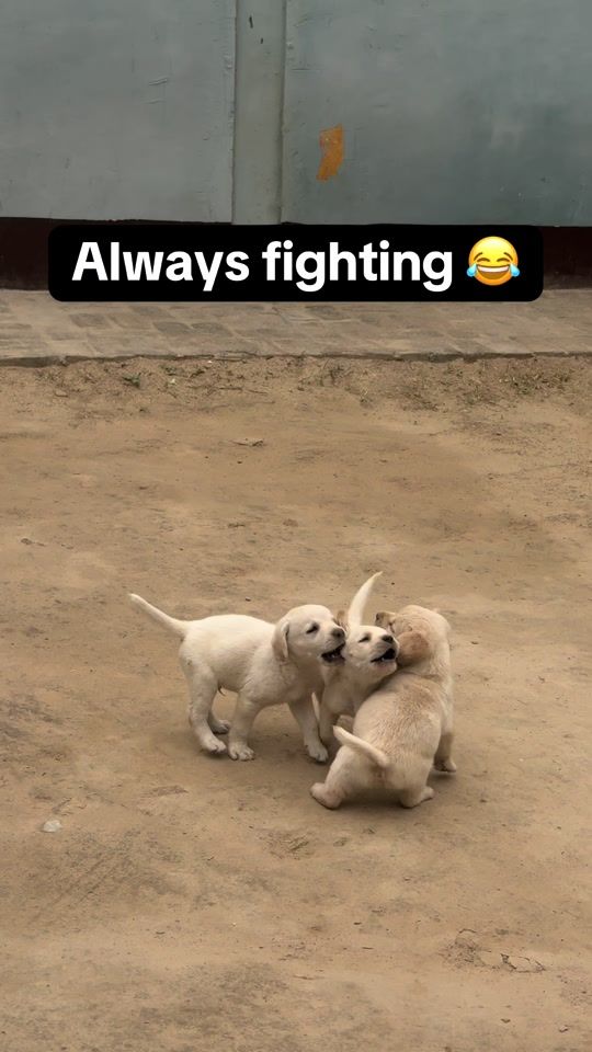 TikTok video thumbnail by labradorroxy