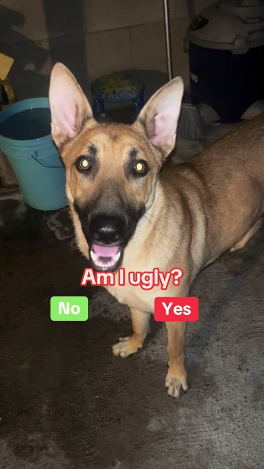 TikTok video thumbnail by simiamaxocdogs