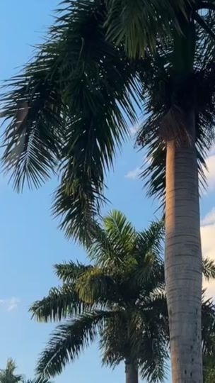 TikTok video thumbnail by lylou.brn_18