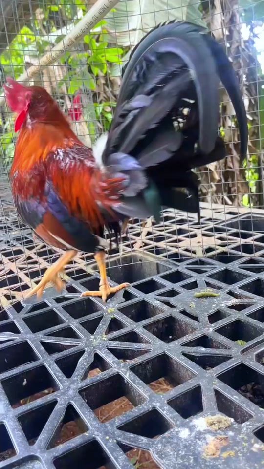 TikTok video thumbnail by gallosamilcargonzalez4