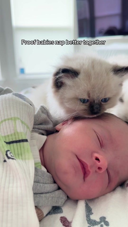 TikTok video thumbnail by pearlsragdolls