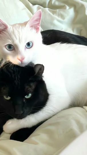 TikTok video thumbnail by catluva2000