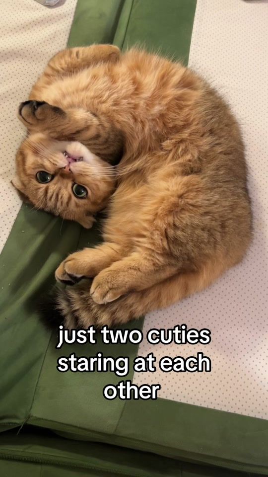 TikTok video thumbnail by sunkittencats