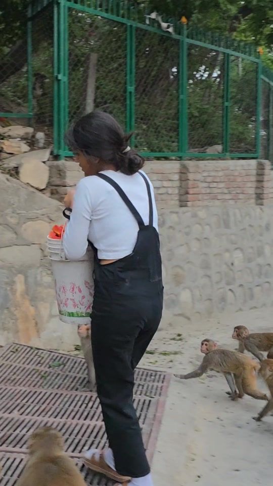 TikTok video thumbnail by feeding_animal_faf